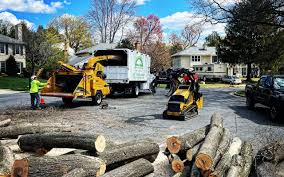 Best Root Management and Removal  in Sandpoint, ID