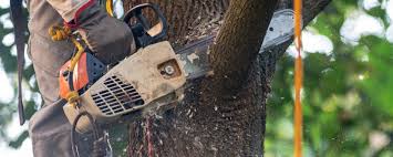 Best Lot and Land Clearing  in Sandpoint, ID