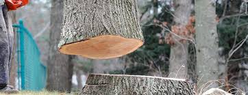 Best Tree Preservation Services  in Sandpoint, ID