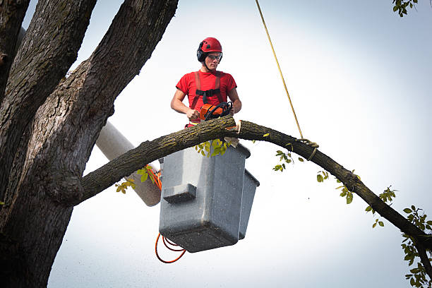 Best Tree Trimming and Pruning  in Sandpoint, ID