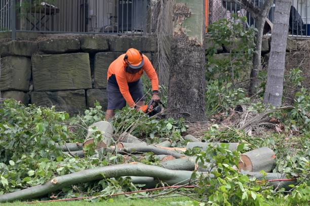 Best Tree Risk Assessment  in Sandpoint, ID