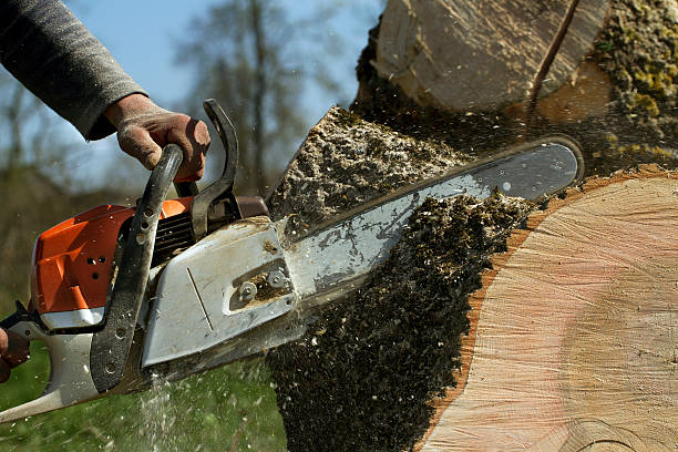 How Our Tree Care Process Works  in  Sandpoint, ID